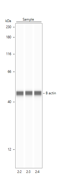 Human/Mouse/Rat  beta ‑Actin Antibody MAB8929