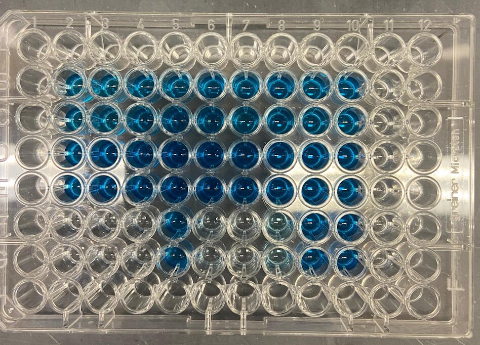 Recombinant Human BCMA/TNFRSF17 Fc Avi-tag Protein, CF AVI193