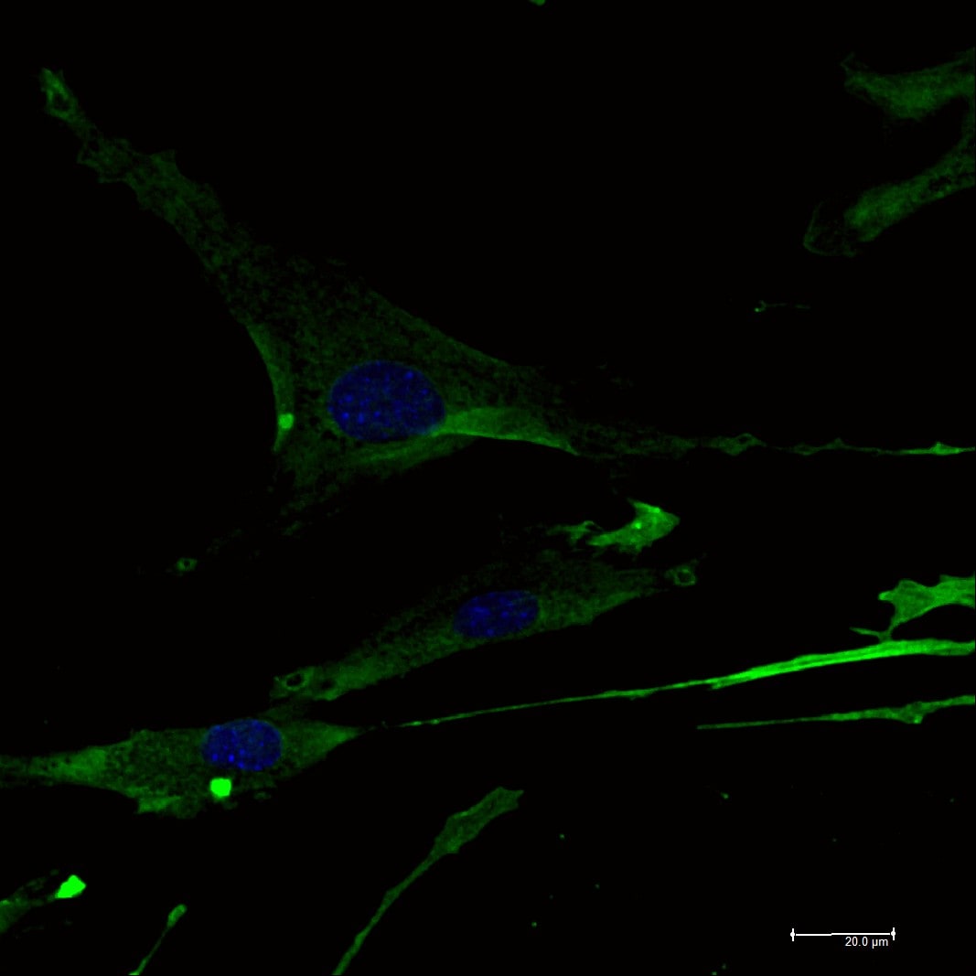 Human/Mouse/Rat CD31/PECAM‑1 Antibody AF3628