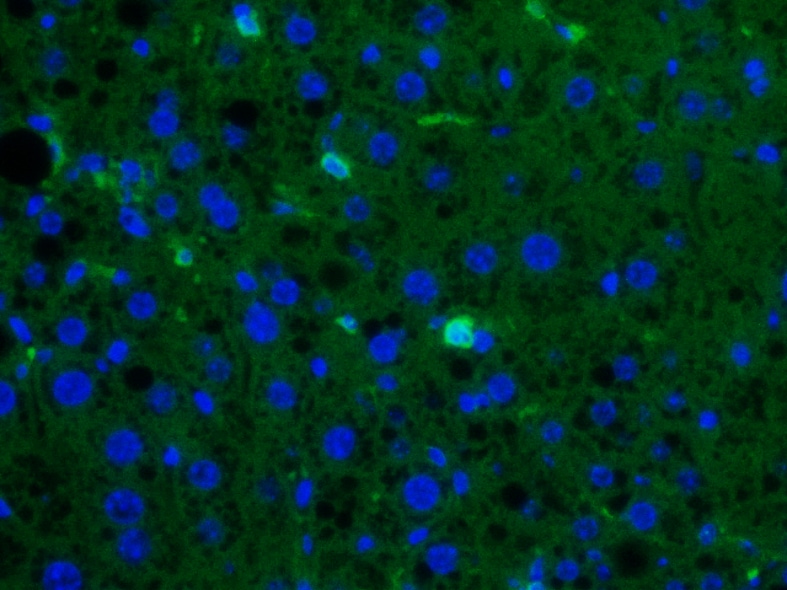 Mouse CD45 Antibody AF114