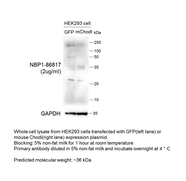 Chondrolectin Antibody - BSA Free NBP1-86817