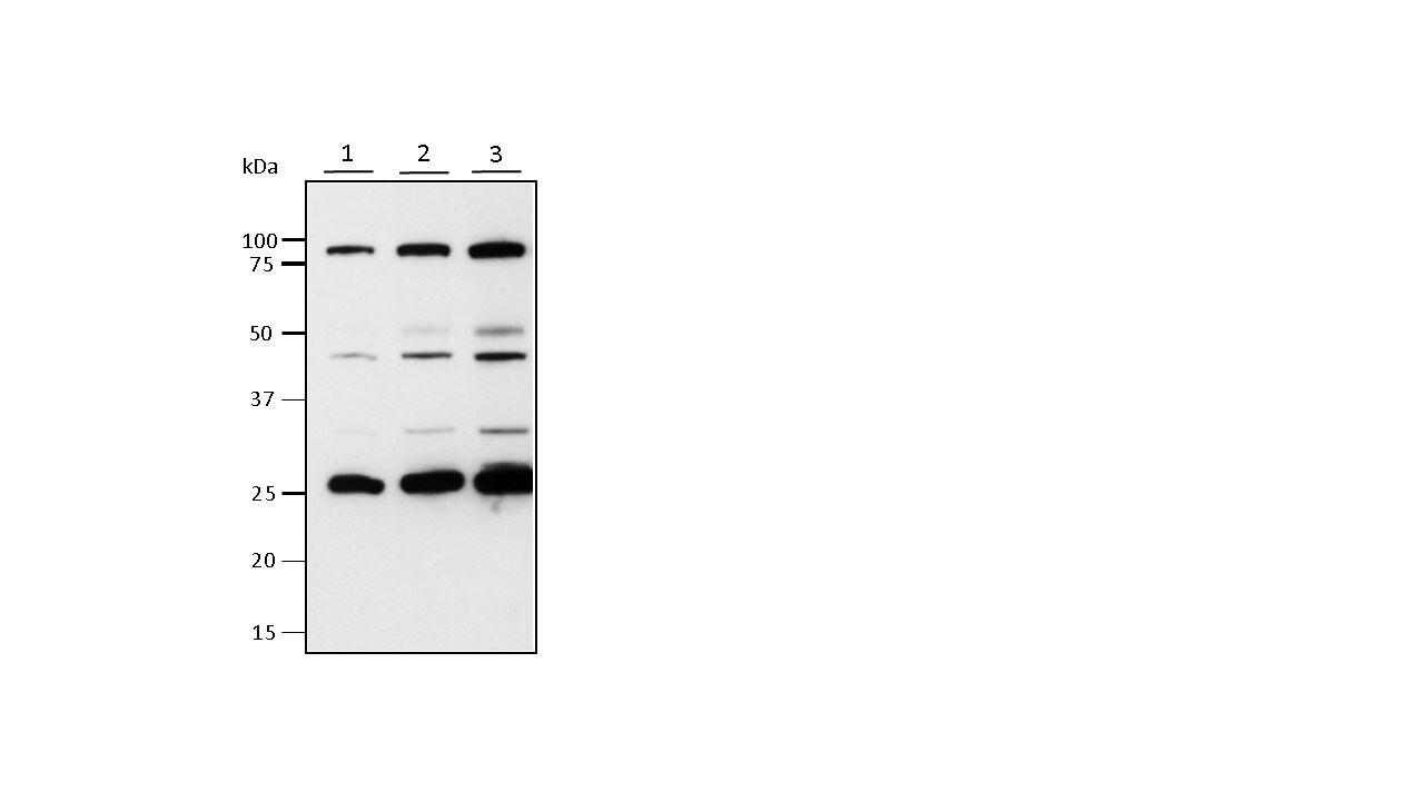 SLC4A11 Antibody NBP1-46156