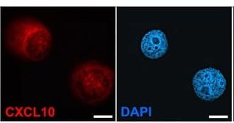 Human CXCL10/IP‑10/CRG‑2 Antibody MAB266