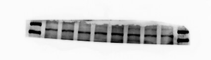 DENND5B Antibody - BSA Free NBP2-31971
