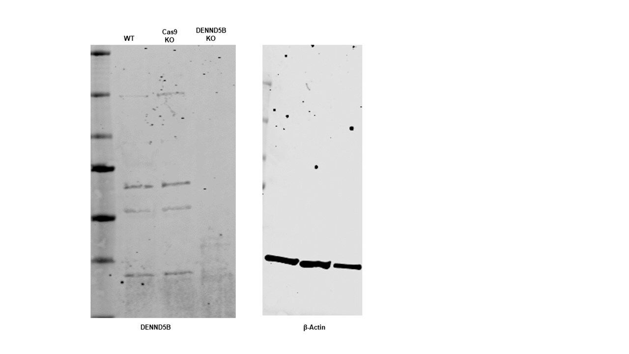 DENND5B Antibody - BSA Free NBP2-82837