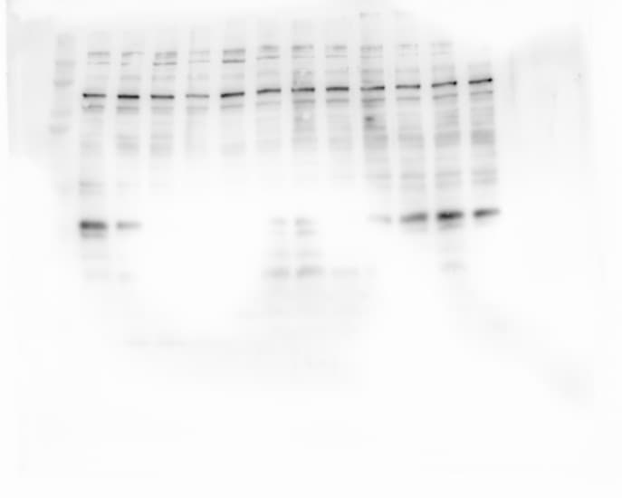 DUOX2 Antibody - BSA Free NB110-61576