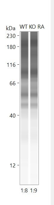 DUOX2 Antibody - BSA Free NB110-61576
