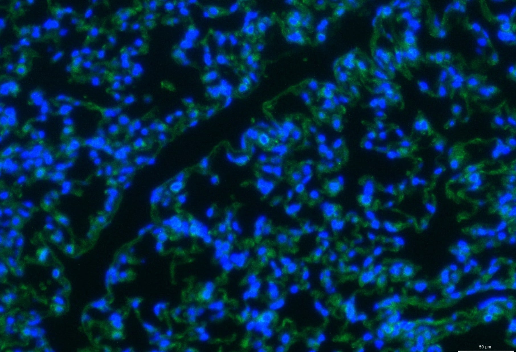 Human FGF‑10 Antibody AF345