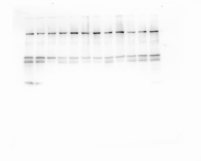 Human/Mouse/Rat HIF‑2 alpha /EPAS1 Antibody AF2997