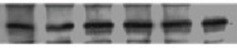 Human ERR alpha 1/NR3B1 Antibody (Clone H5844) PP-H5844-00