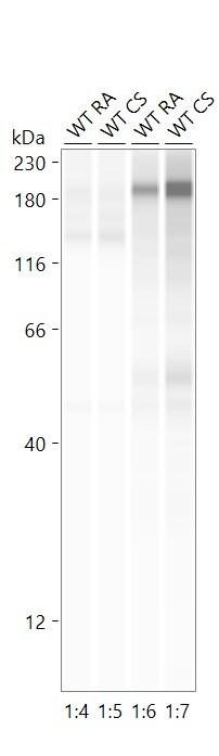Human IL‑13 Antibody MAB2131