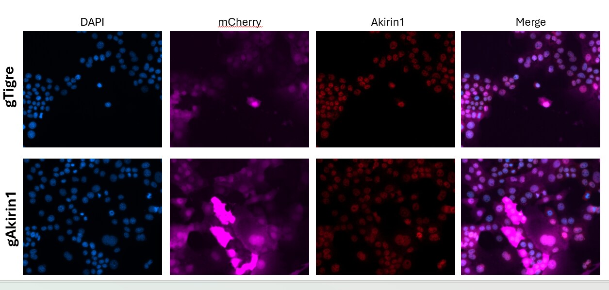 AKIRIN1 Antibody - BSA Free NBP2-14749
