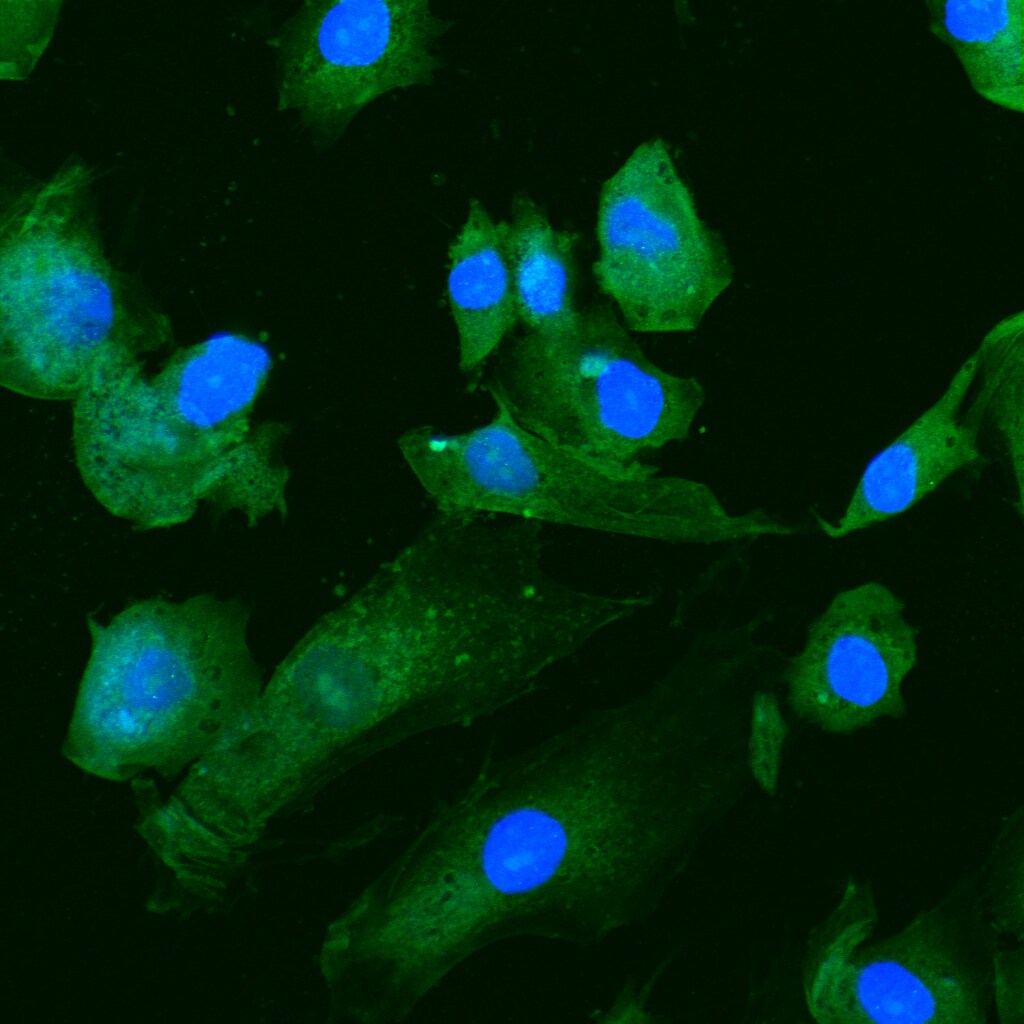5'-Nucleotidase/CD73 Antibody - BSA Free NBP1-85740
