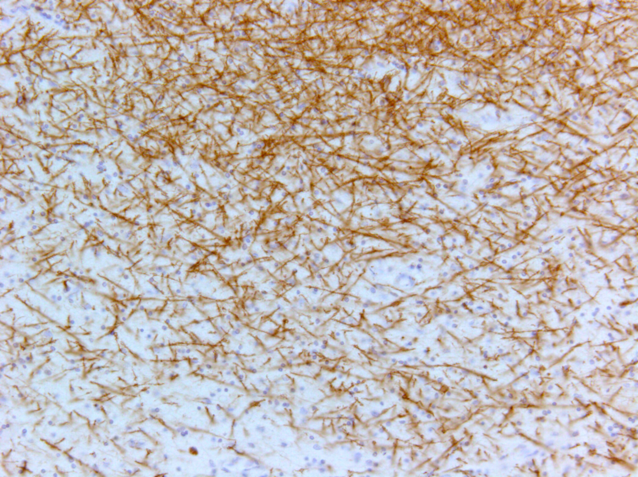 Myelin PLP Antibody - BSA Free NBP1-87781
