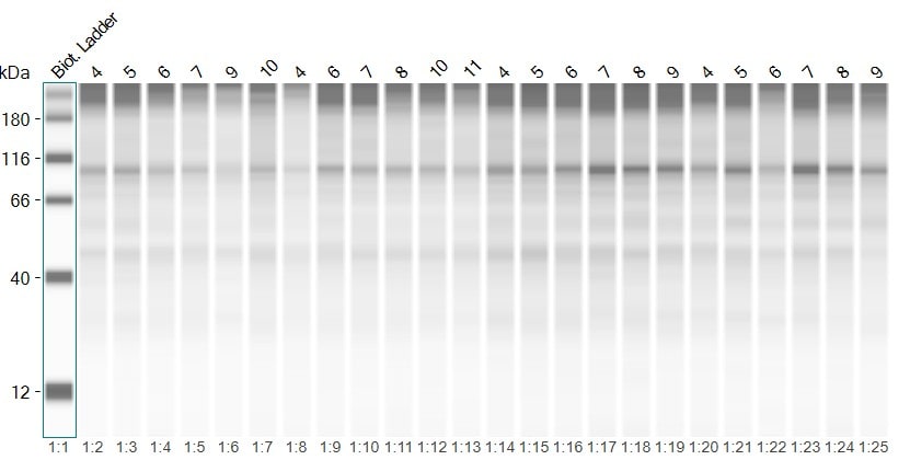 iNOS Antibody - BSA Free NB300-605