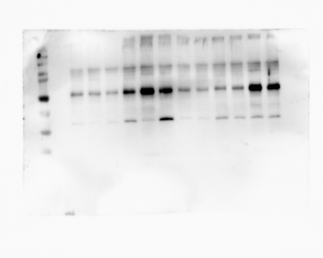 Kremen-2 Antibody - BSA Free NBP2-22339