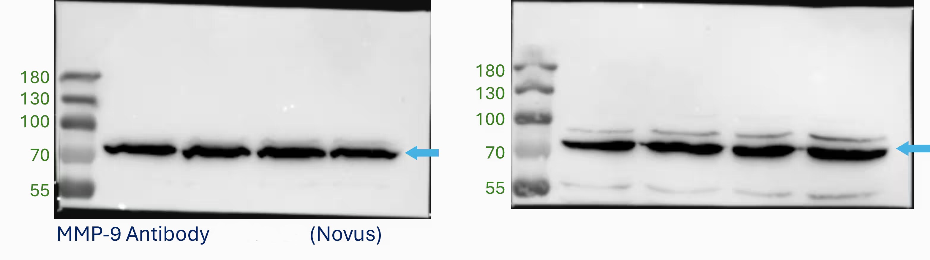 MMP-9 Antibody (4A3) - BSA Free NBP2-13173