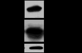 LOX Antibody - BSA Free NB100-2527