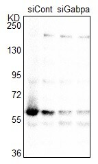 GABPA Antibody - BSA Free NBP1-32105