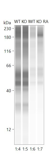 Nox4 Antibody - BSA Free NB110-58849