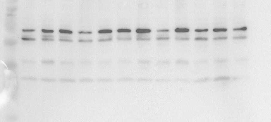 NOXO1 Antibody - BSA Free NBP1-77899