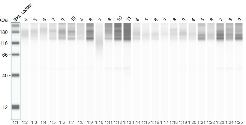 NOXO1 Antibody - BSA Free NBP1-77899