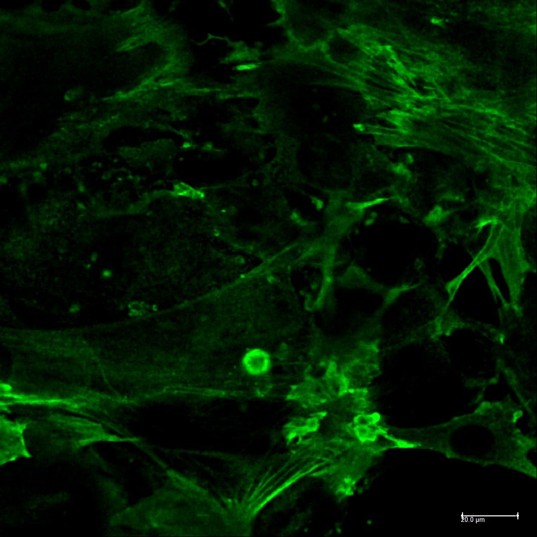 Human CD31/PECAM‑1 Antibody BBA7