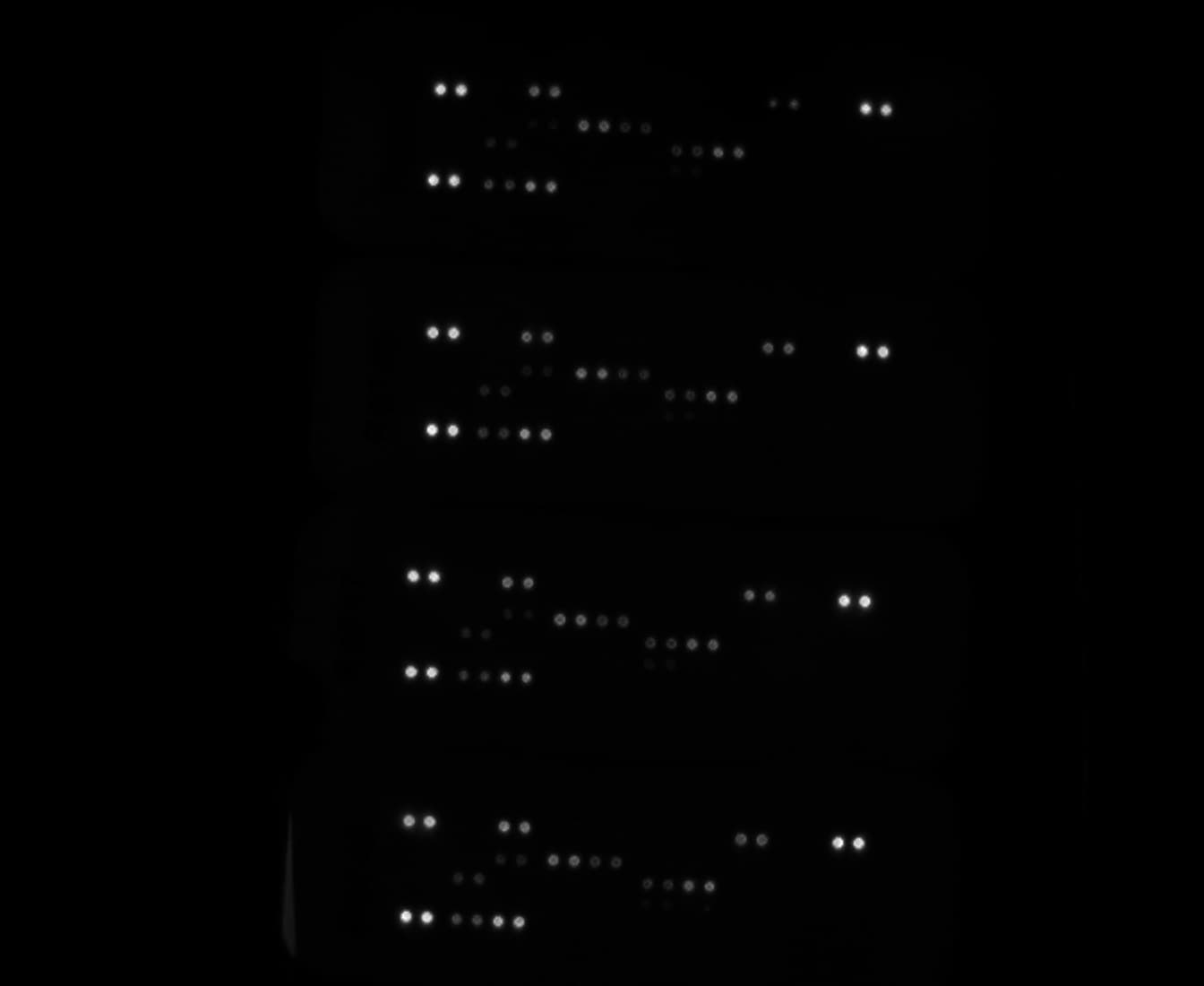 Proteome Profiler Human Cytokine Array Kit ARY005B