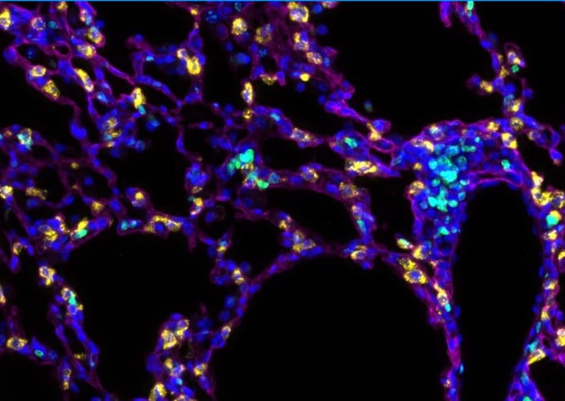 Mouse Podoplanin Antibody AF3244