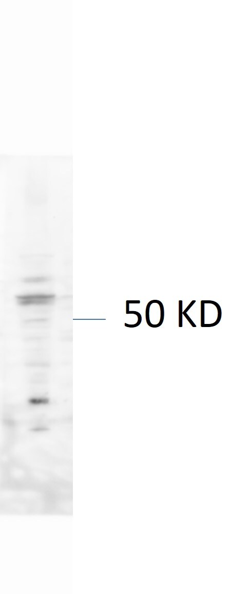 RB1 Antibody - BSA Free NB100-56888