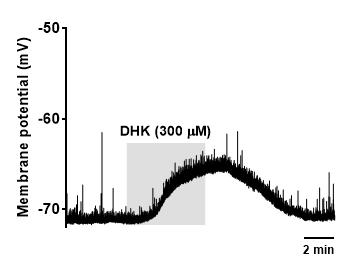 Dihydrokainic acid 0111