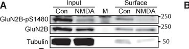 NMDA 0114