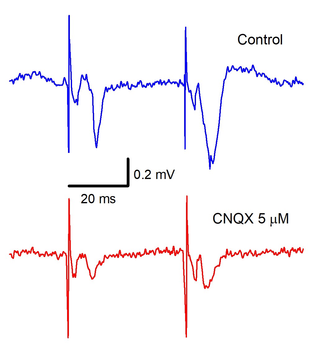 CNQX 0190