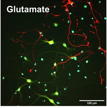 L-Glutamic acid 0218
