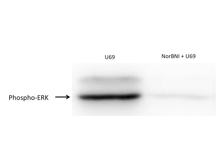 nor-Binaltorphimine dihydrochloride 0347