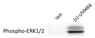 (±)-U-50488 hydrochloride 0495