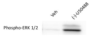 (-)-U-50488 hydrochloride 0496