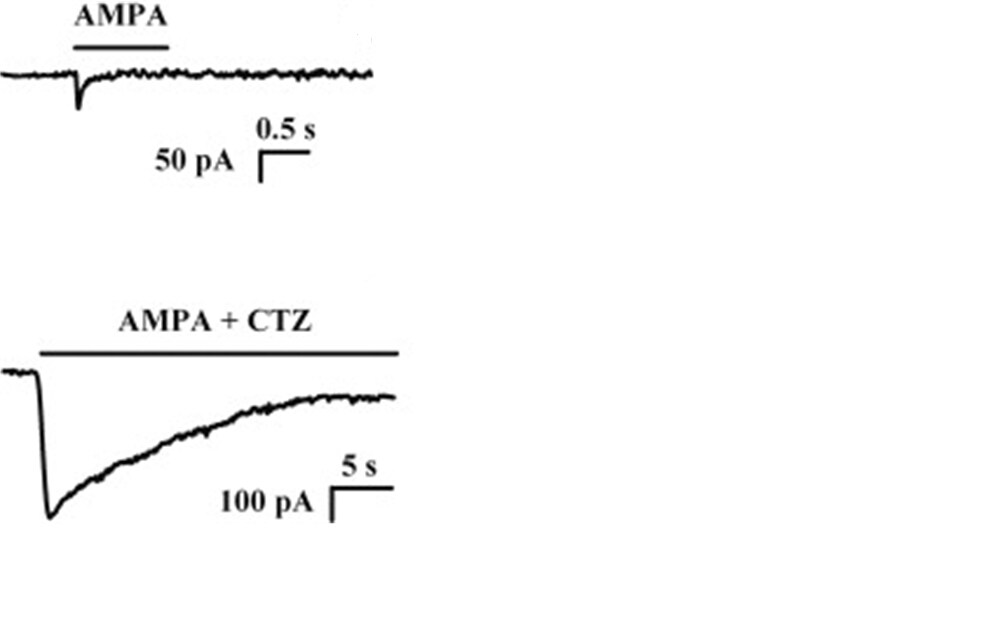 Cyclothiazide 0713