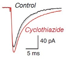 Cyclothiazide 0713