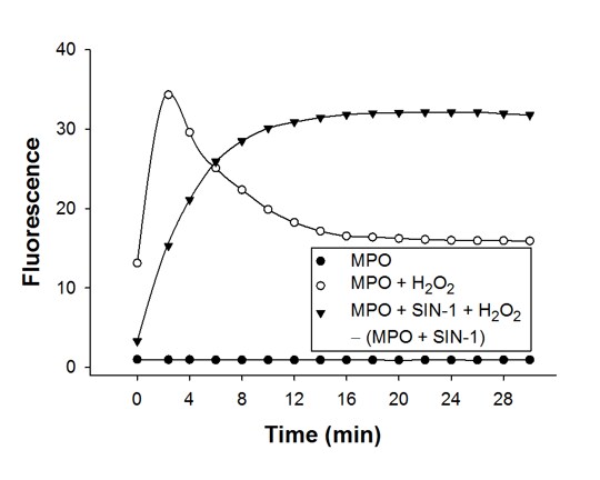 SIN-1 chloride 0756