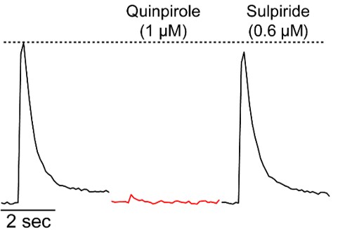 (RS)-(±)-Sulpiride 0894