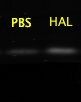 Haloperidol hydrochloride 0931
