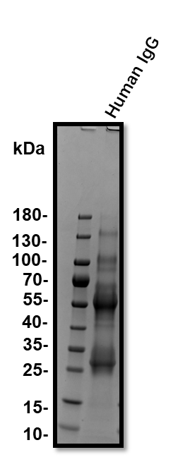 Normal Human IgG Control 1-001-A