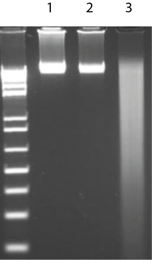 Recombinant S. marcescens NucA nuclease Protein, CF 10038-NA