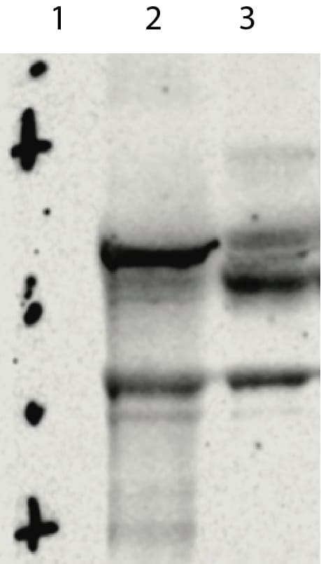 Recombinant S. marcescens NucA nuclease Protein, CF 10038-NA