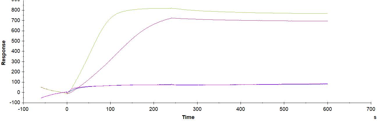 Recombinant Mouse PD-L1/B7-H1 Fc Chimera Protein, CF 1019-B7