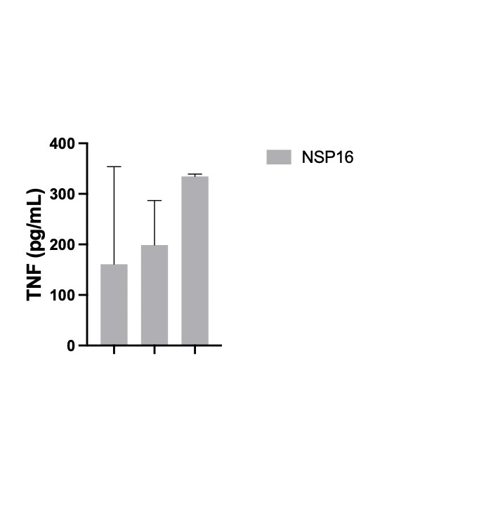 Recombinant SARS-CoV-2 NSP16/NSP10-His Complex, CF 10634-CV