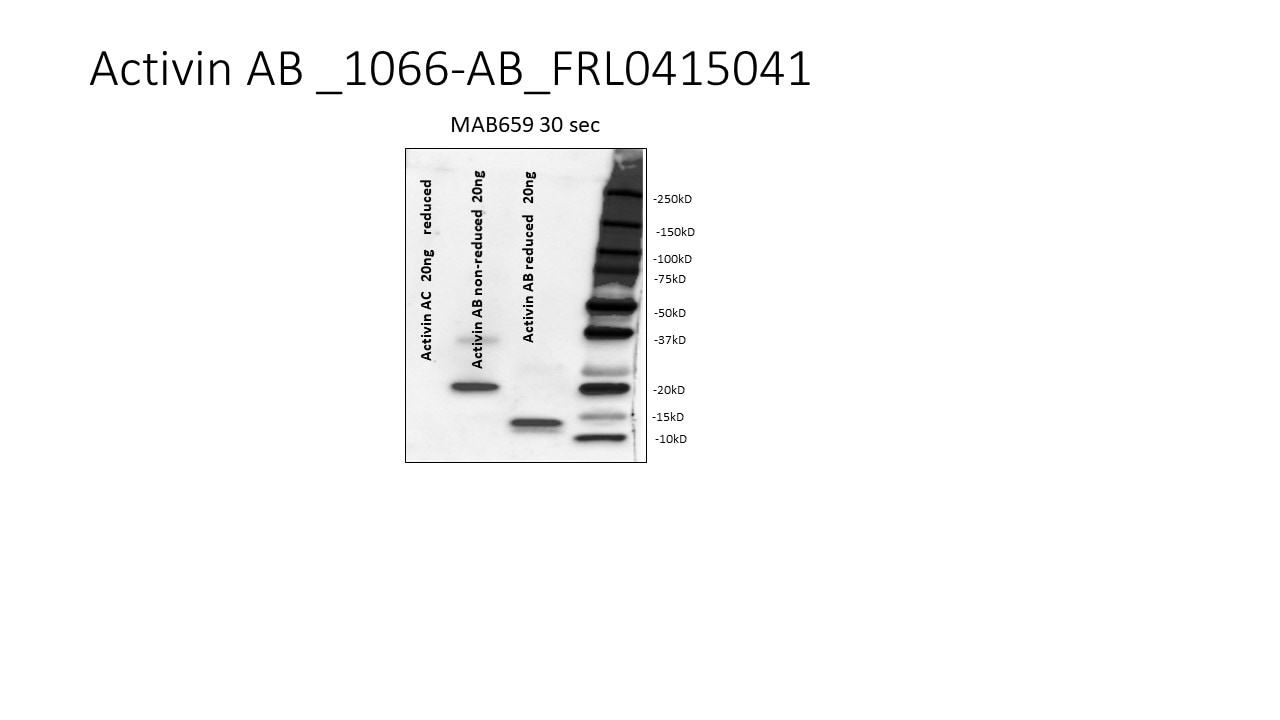 Recombinant Human Activin AB Protein 1066-AB
