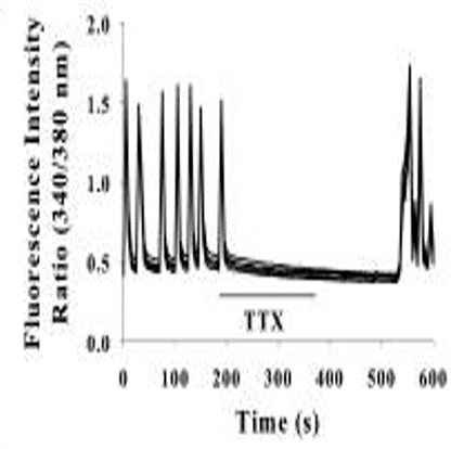 Tetrodotoxin citrate 1069