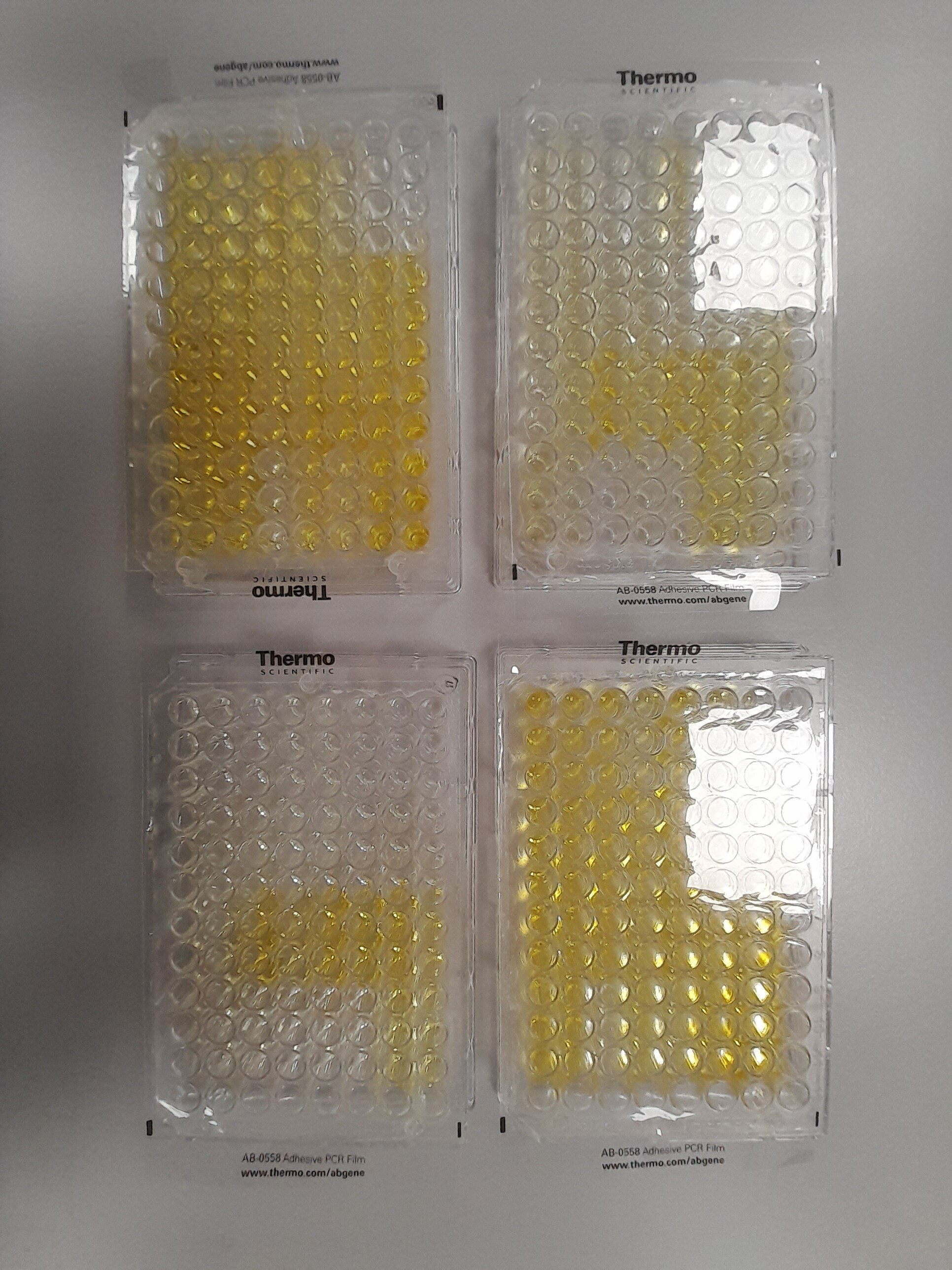 Recombinant SARS-CoV-2 B.1.351 Spike GCN4-IZ His Protein, CF 10786-CV
